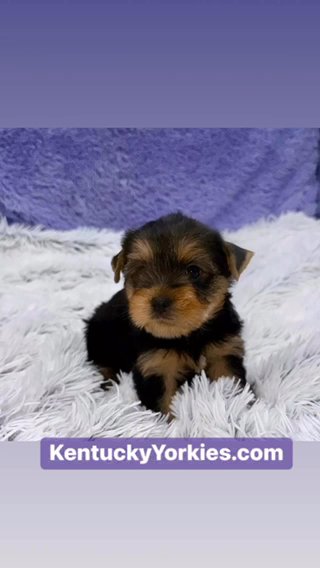 Zelda-Female Yorkie in Lexington-Fayette, Kentucky