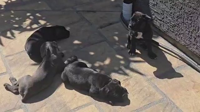 Corso puppies for sale in San Jose, California