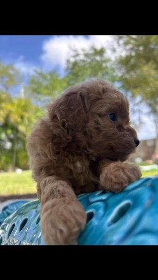 Puppies for sale in Coconut Creek, Florida
