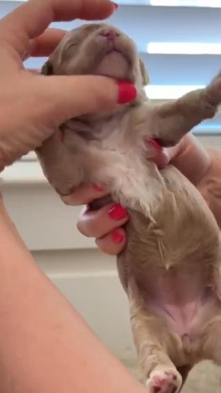 L- Pink Girl in Dallas, Texas