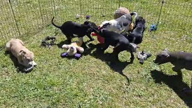 Classic/Standard American Bullies in Greenwood, South Carolina