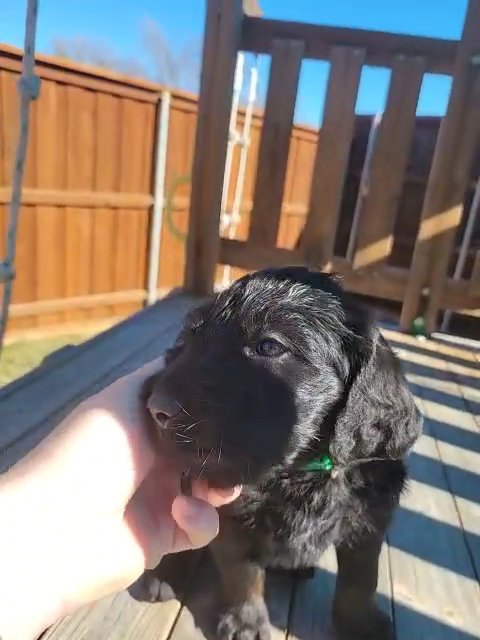Pitch Black Labradoodle Puppy in Wylie, Texas
