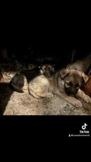 German shepherd Pups Looking For A New Home in San Antonio, Texas