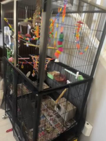 Selling 2 Parakeets With Giant Cage And All Accessories in Gilbert, Arizona