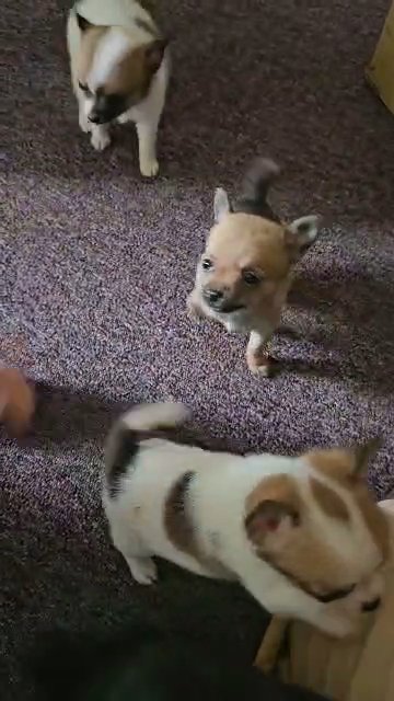 Applehead tea cup Chihuahuas in Buffalo, New York