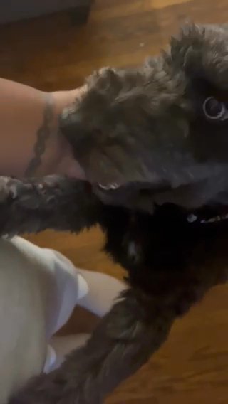 Female Schnoodle in Philadelphia, Pennsylvania