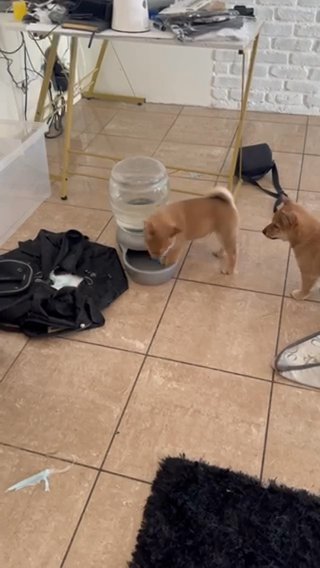 Shiba inu male 13 week puppy in Los Angeles, California