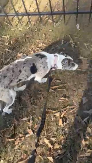 Iris - Catahoula Leopard Dog in Texarkana, Texas