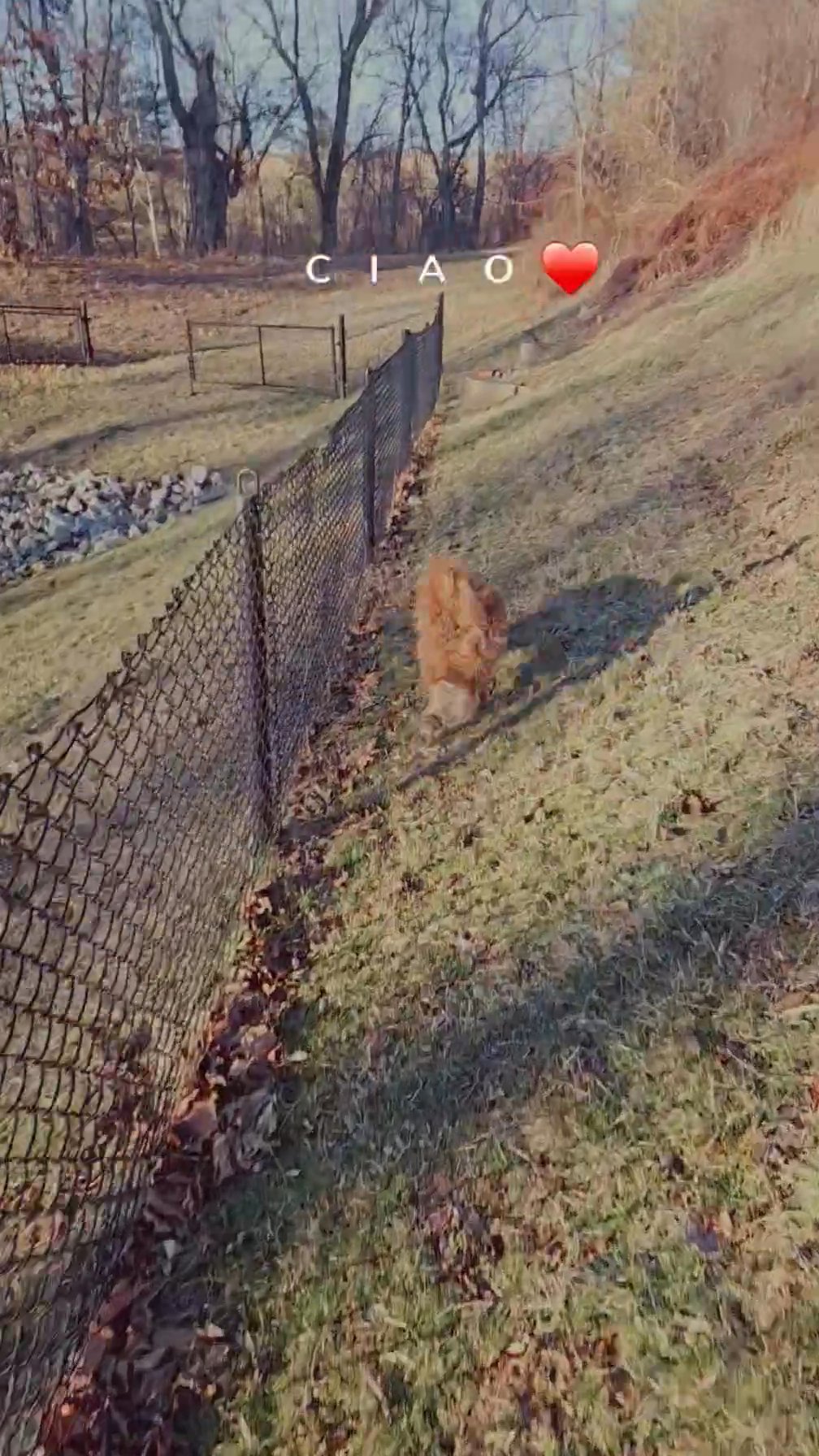 Teddy ? in Owings Mills, Maryland