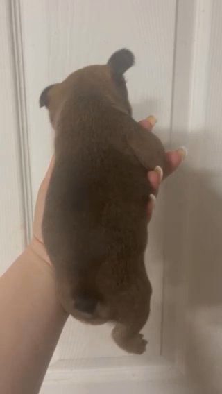 Akc Female Sable French Bulldog in Knoxville, Tennessee