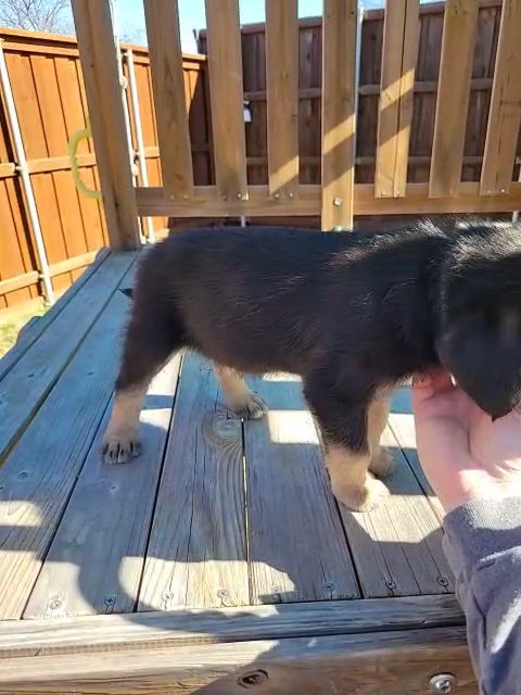 Tri-Color Labradoodle Puppy in Wylie, Texas