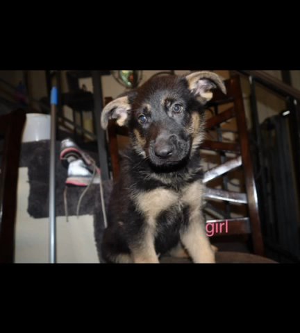 Pure Bred German Shepherd Puppies For Sale in Rialto, California