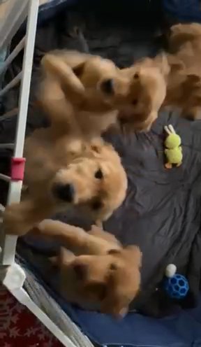 Golden Retriever Puppies in Graham, Washington