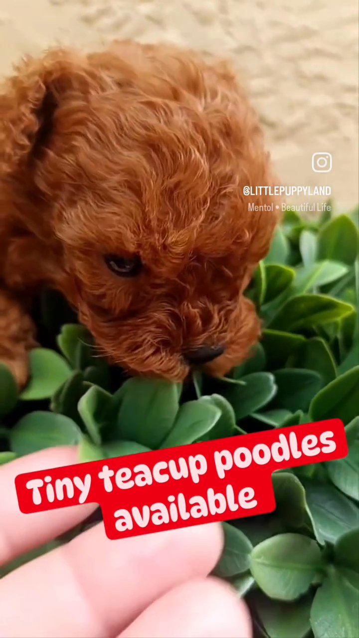 Akc Teacup Poodles in Sunrise, Florida