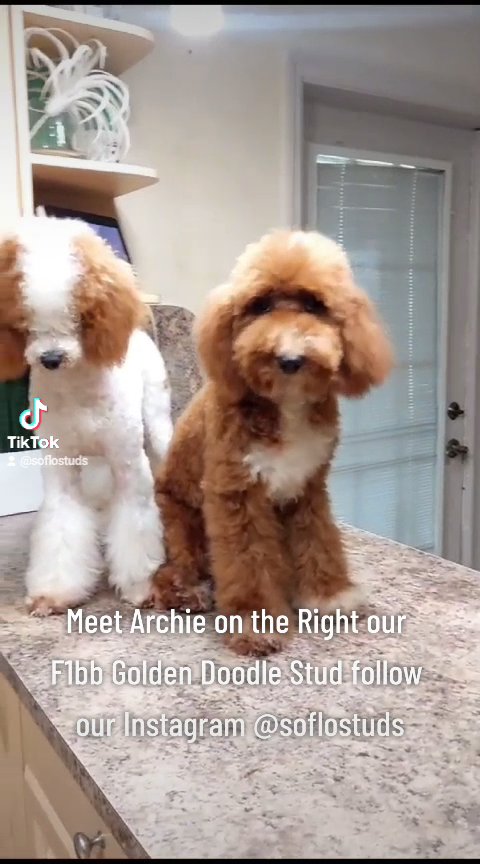 Fibb Golden Doodle Stud in Sunrise, Florida