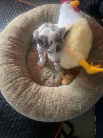 Great Dane Puppies in Seattle, Washington