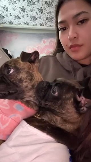 Pug in West Covina, California