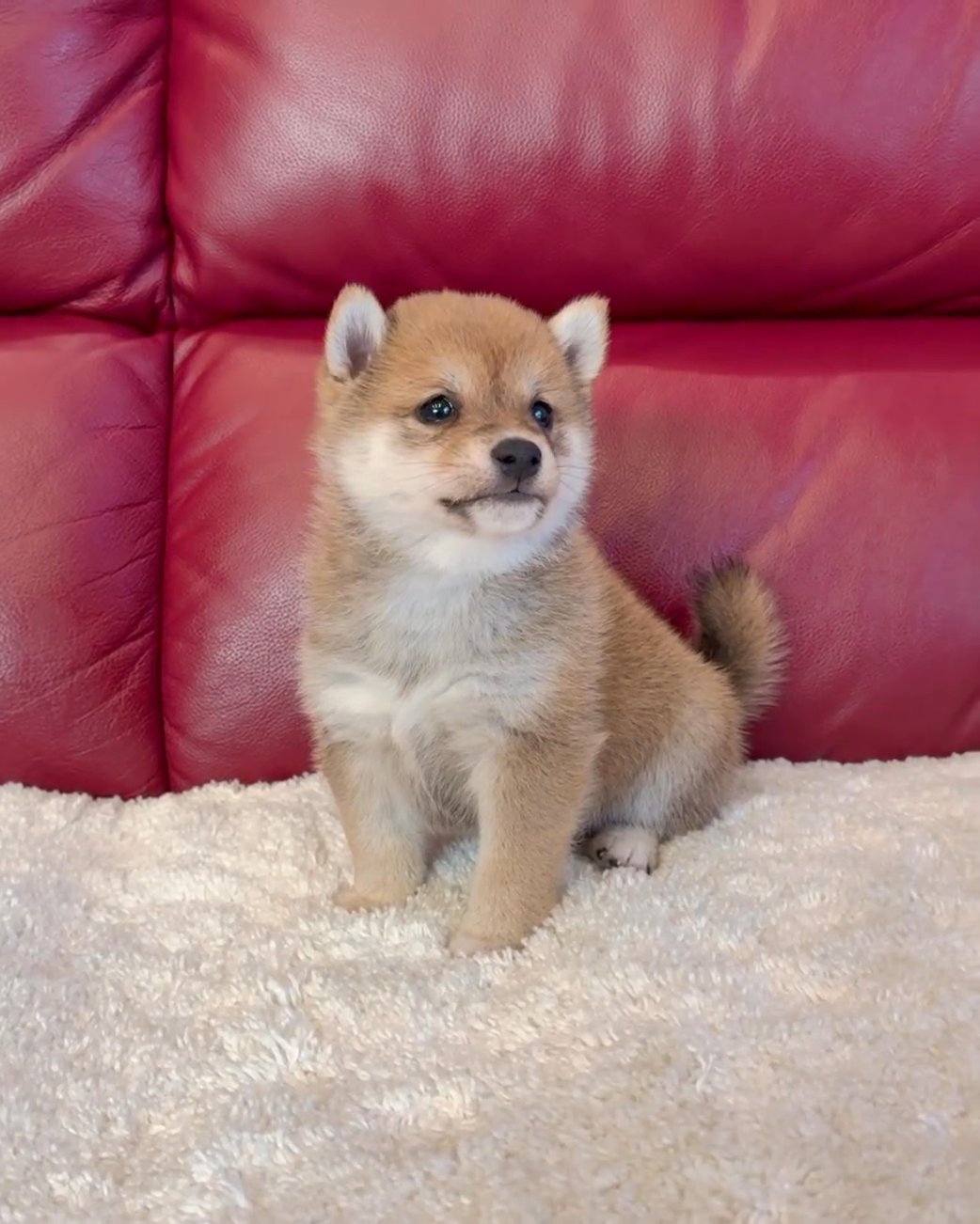 formation about Yuki Female 8 weeks Puppy ID $735238 DOB: April 2023 Color:red Shiba Mom's weight:22-25 lbs Dad's weight:25-30 lbs Registry:AKC lifespan:10-15 years  Pickup or delivery: available in Washington, District of Columbia