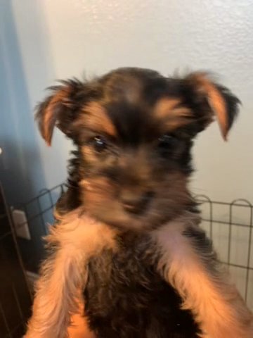 Yorkie in Stockton, California