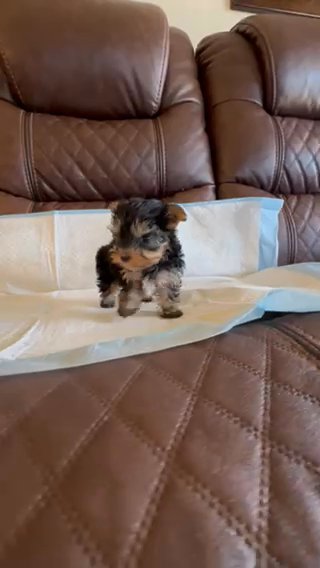 Yorkie in Riverside, California