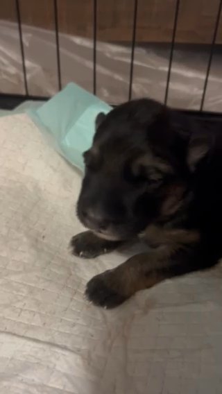 German shepherd Puppy in Springfield, Illinois