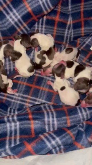Akc Chocolate Parti Yorkies in Las Vegas, Nevada