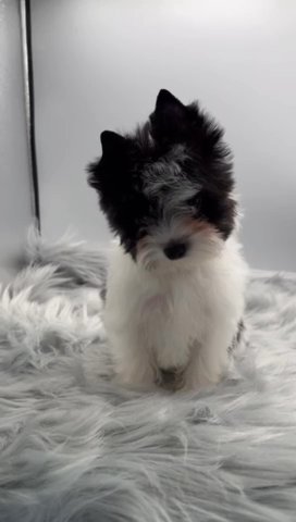 Seal Parti Yorkie Male in Jackson, Tennessee