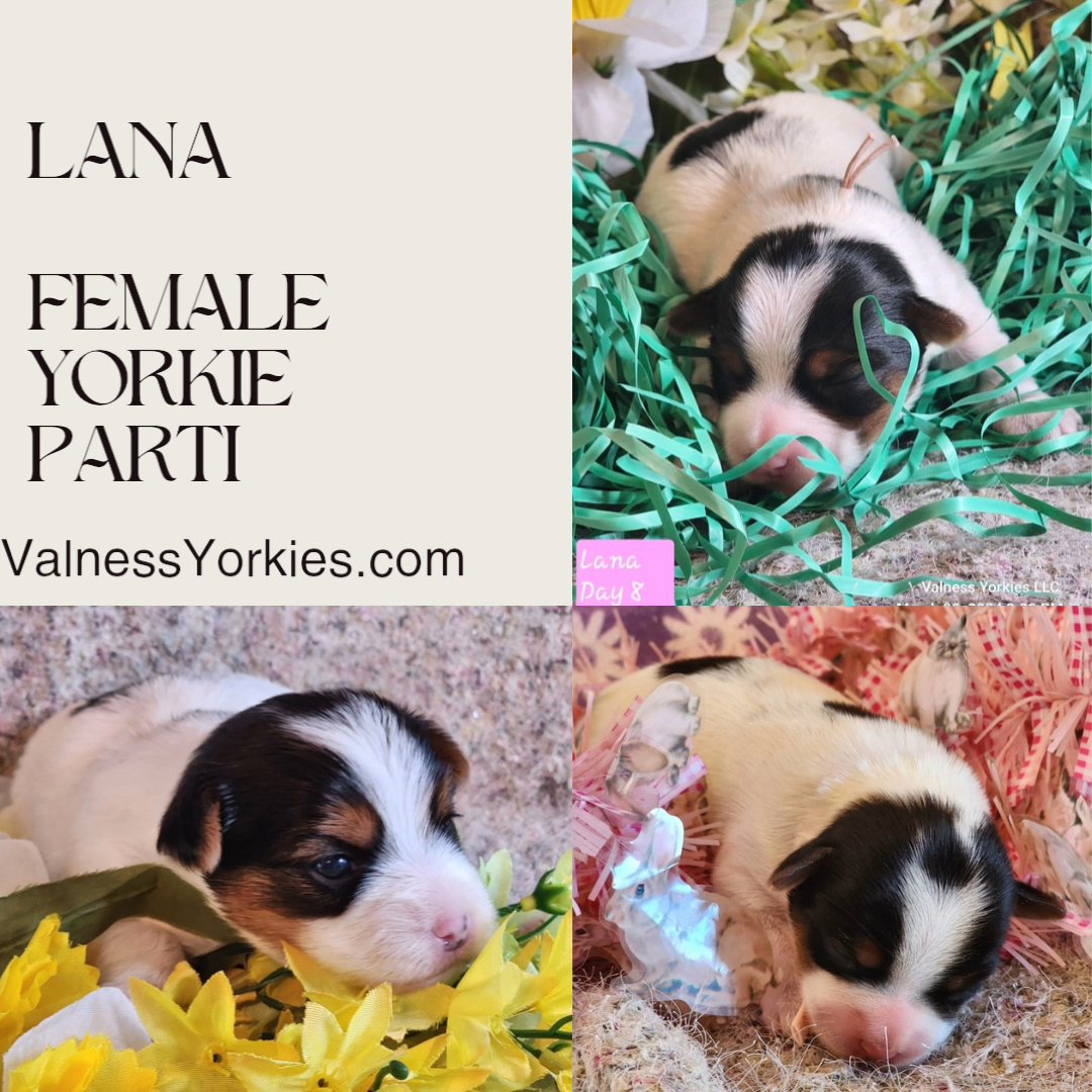 Lana AKC in Washington, District of Columbia