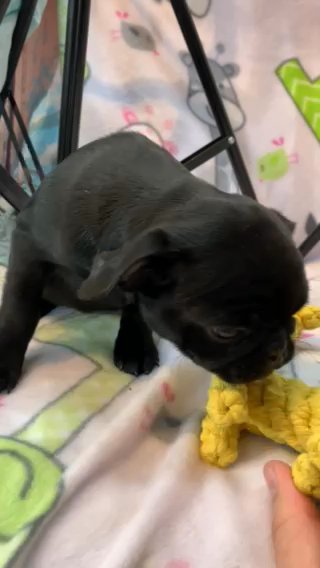 Onyx Pug Female Black in Salina, Kansas