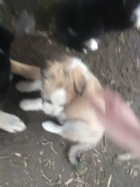 Puppys For Sale in Springfield, Missouri