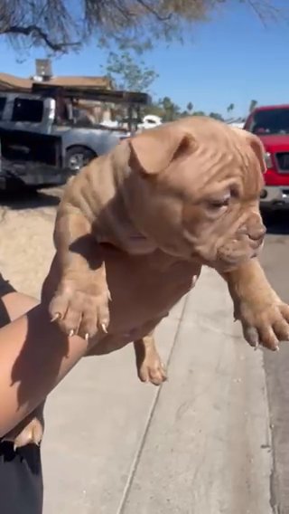 American Bully in Phoenix, Arizona