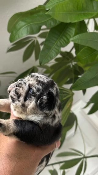 Fluffy And Testable Carrier Puppies in Bethlehem, Pennsylvania