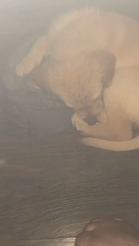 Golden Retriever in Bryant, Arkansas