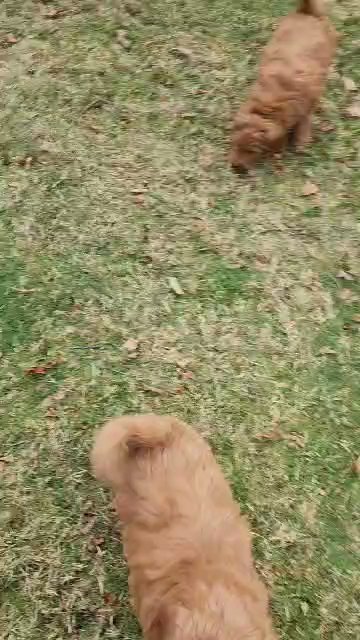 goldendoodle in Poughkeepsie (Town), New York
