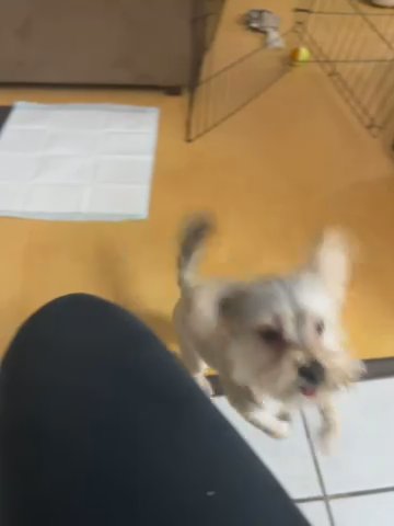 Shihtzu / Yorkie Mix in Los Angeles, California