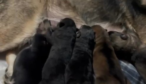 German Shepherd Puppies in Springfield, Illinois