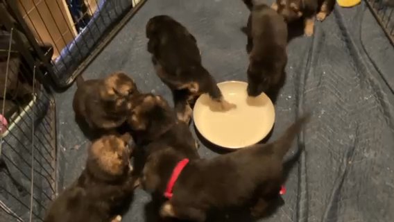 Akc Registered, 5 Week Old German King Shepperad Puppies in Tulsa, Oklahoma