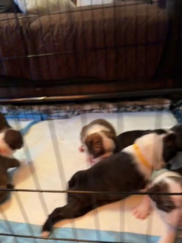 Boston Terrier Puppies in Elkridge, Maryland