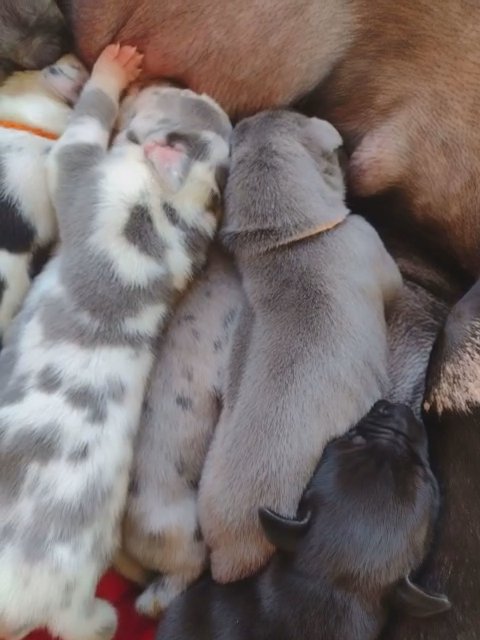 AKC Great Dane Puppies Available in Battle Creek, Michigan
