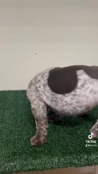 Exotic Micro Bully Puppy in Augusta, Georgia