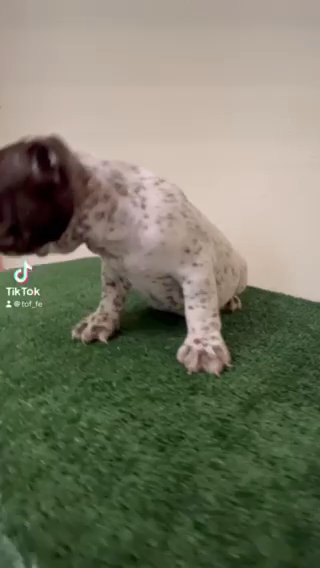 Exotic Micro Bully Puppy in Augusta, Georgia