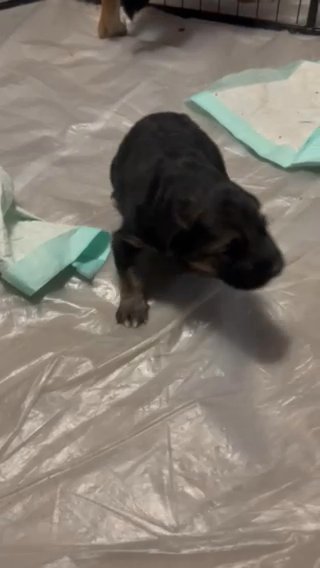 Male German Shepherd Puppy in Springfield, Illinois