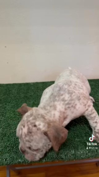 Exotic Micro Bully Puppy in Augusta, Georgia