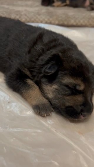Female German Shepherd Puppy in Springfield, Illinois