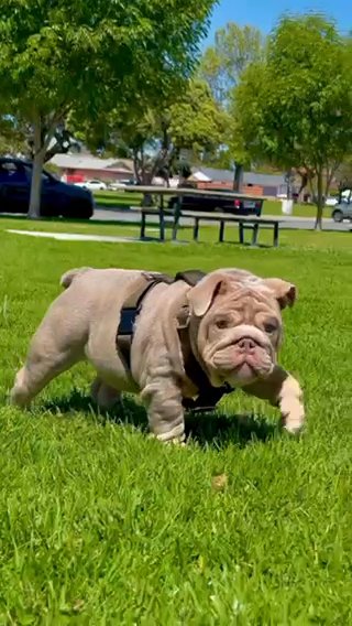 English bulldog in San Diego, California