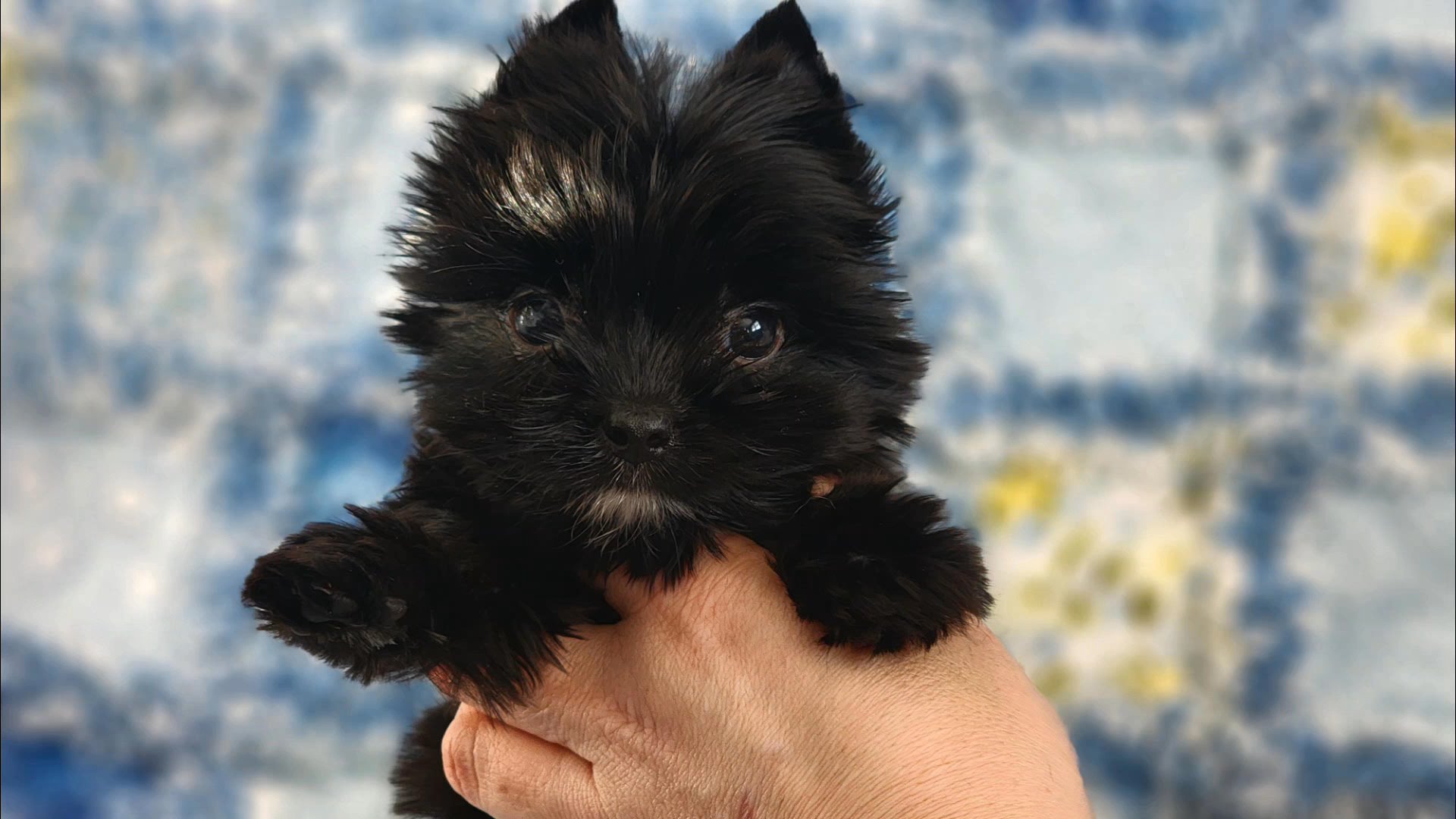 Tiny Cole in Chicago, Illinois