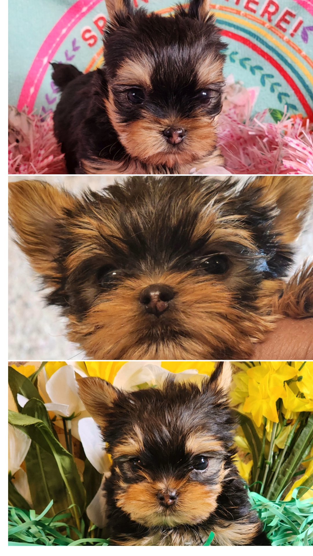 Ella AKC sold in Washington, District of Columbia