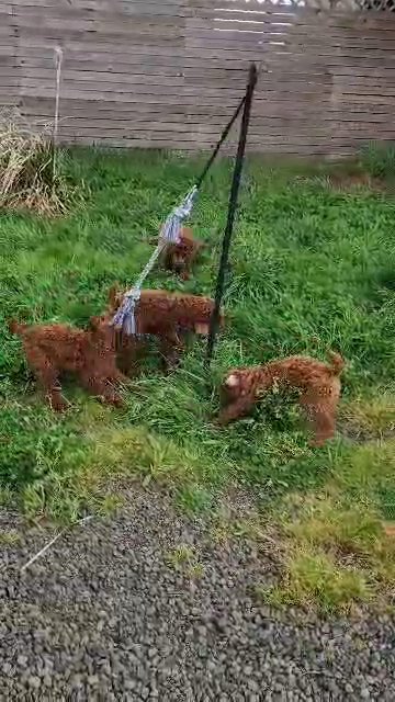 Standard Poodle Puppies in Salem, Oregon