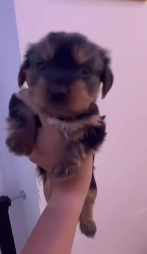 Male AKC Yorkie in Amarillo, Texas