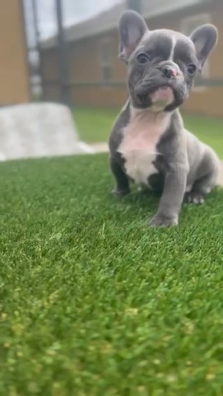 Male French Bulldog in Kissimmee, Florida